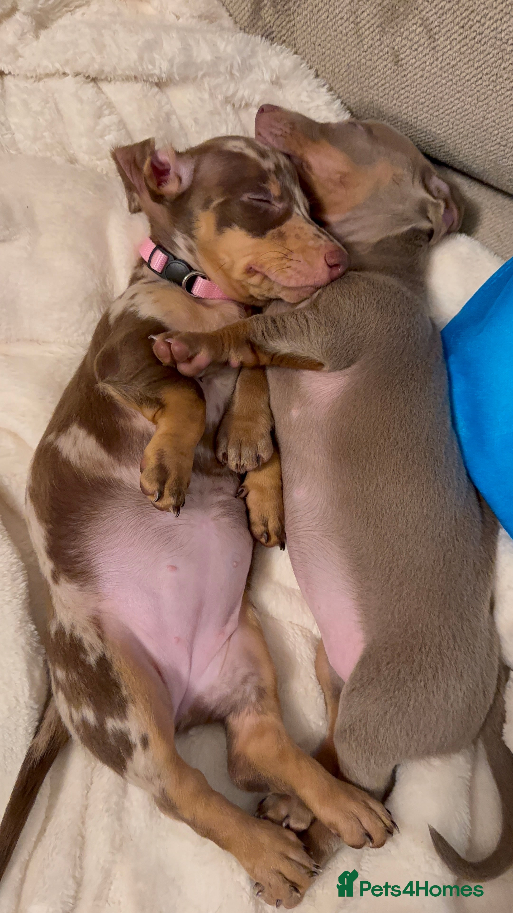 Miniature Dachshund dogs Ready to go ! 2 KC girls reduced price  - Advert 5