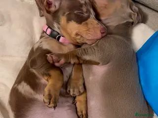 Miniature Dachshund dogs Ready to go ! 2 KC girls reduced price - Advert 5