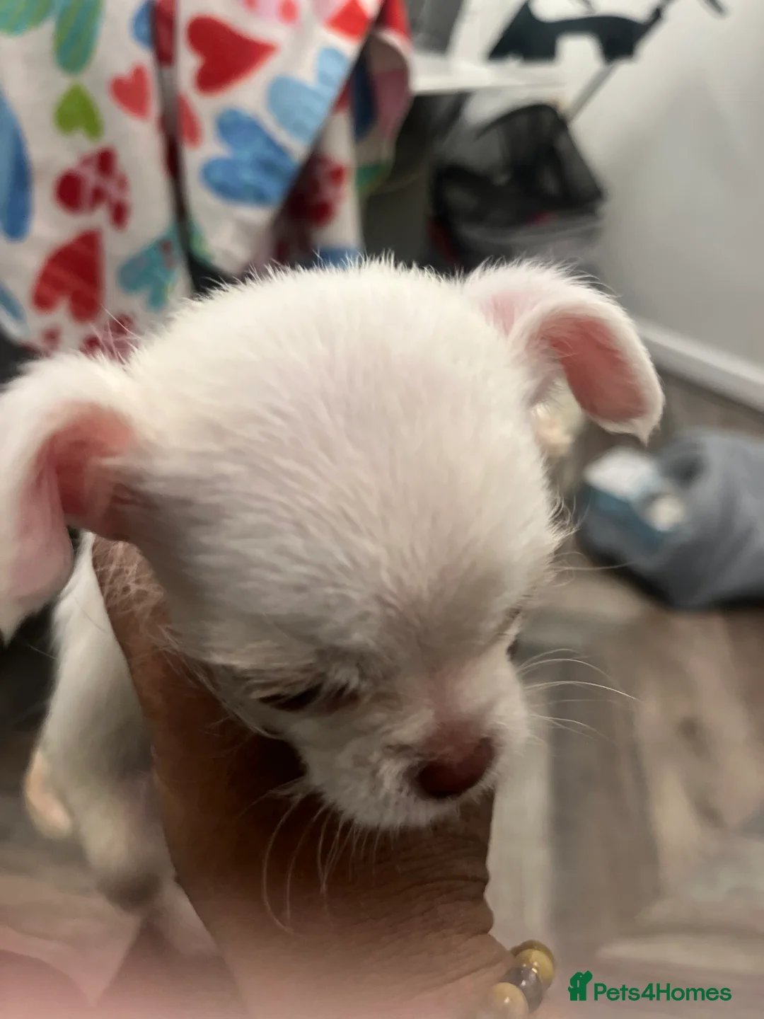 Mixed Breed dogs for sale: Chihuahua mixed breed - Advert 6