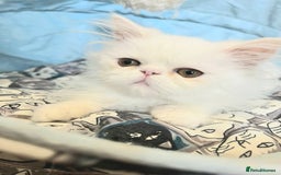 Persian cats for sale: Snow persian kitten  boy - Image 14