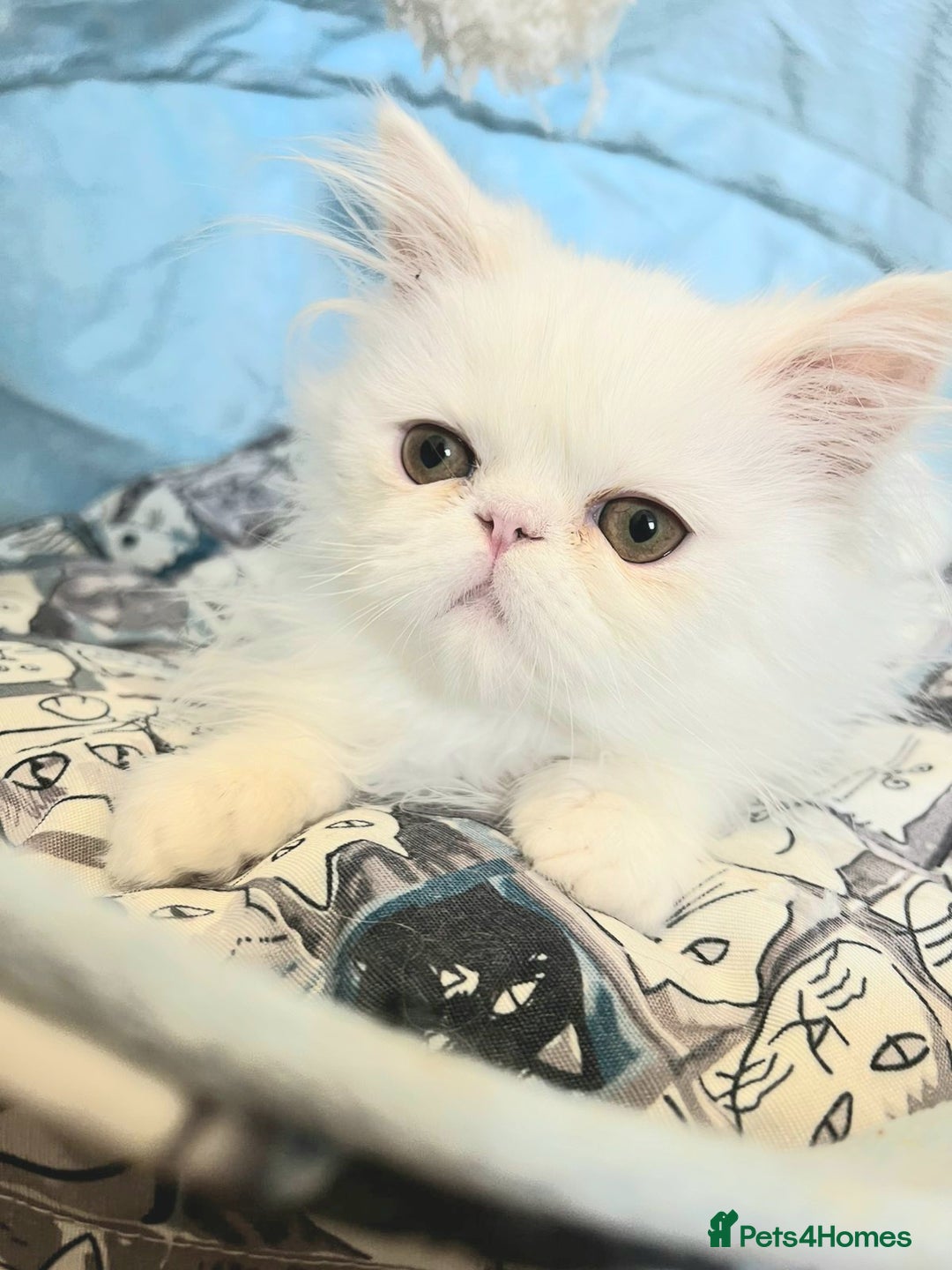 Persian cats for sale: Snow persian kitten  boy - Image 14