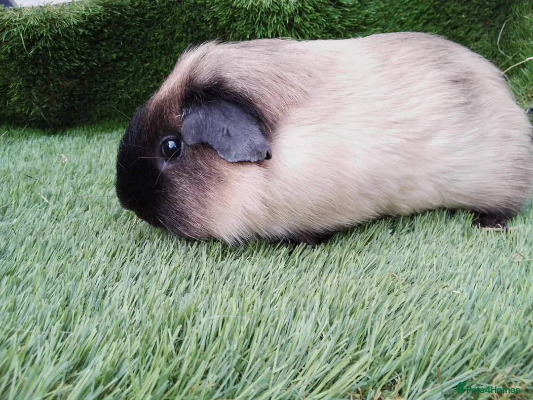 Guinea Pig rodents for sale: Male guinea pigs  - Advert 4