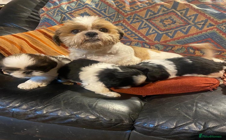 Shih Tzu dogs Pure bred pedigree Shih Tzu puppies - Advert 4