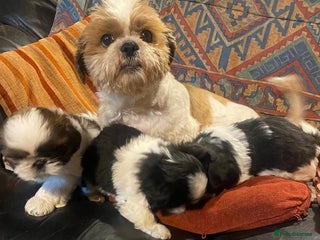 Shih Tzu dogs Pure bred pedigree Shih Tzu puppies - Advert 5