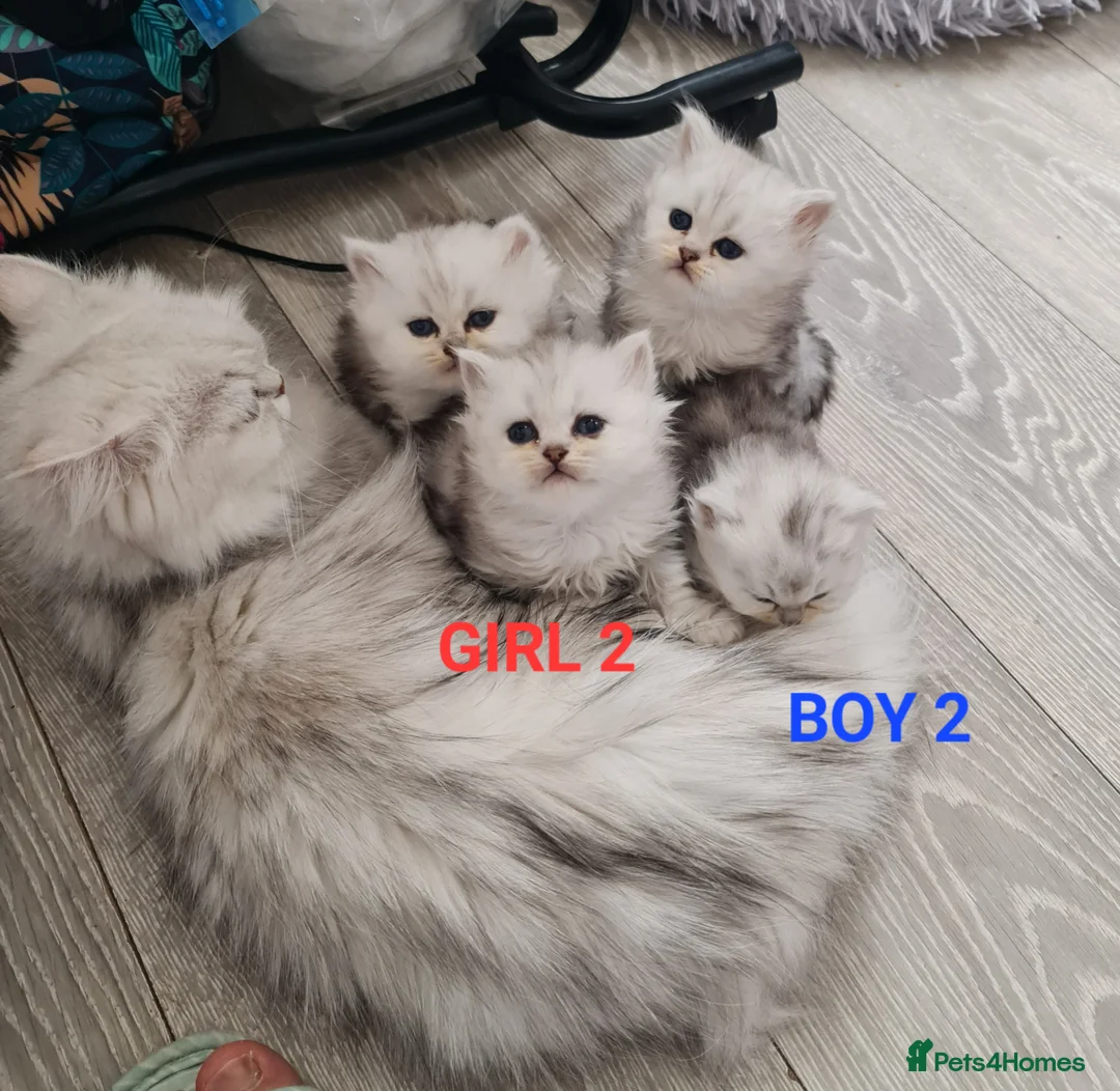 Persian cats for stud: Stunning Persian Silvertip Chinchilla for Stud in Bedford - Advert 13