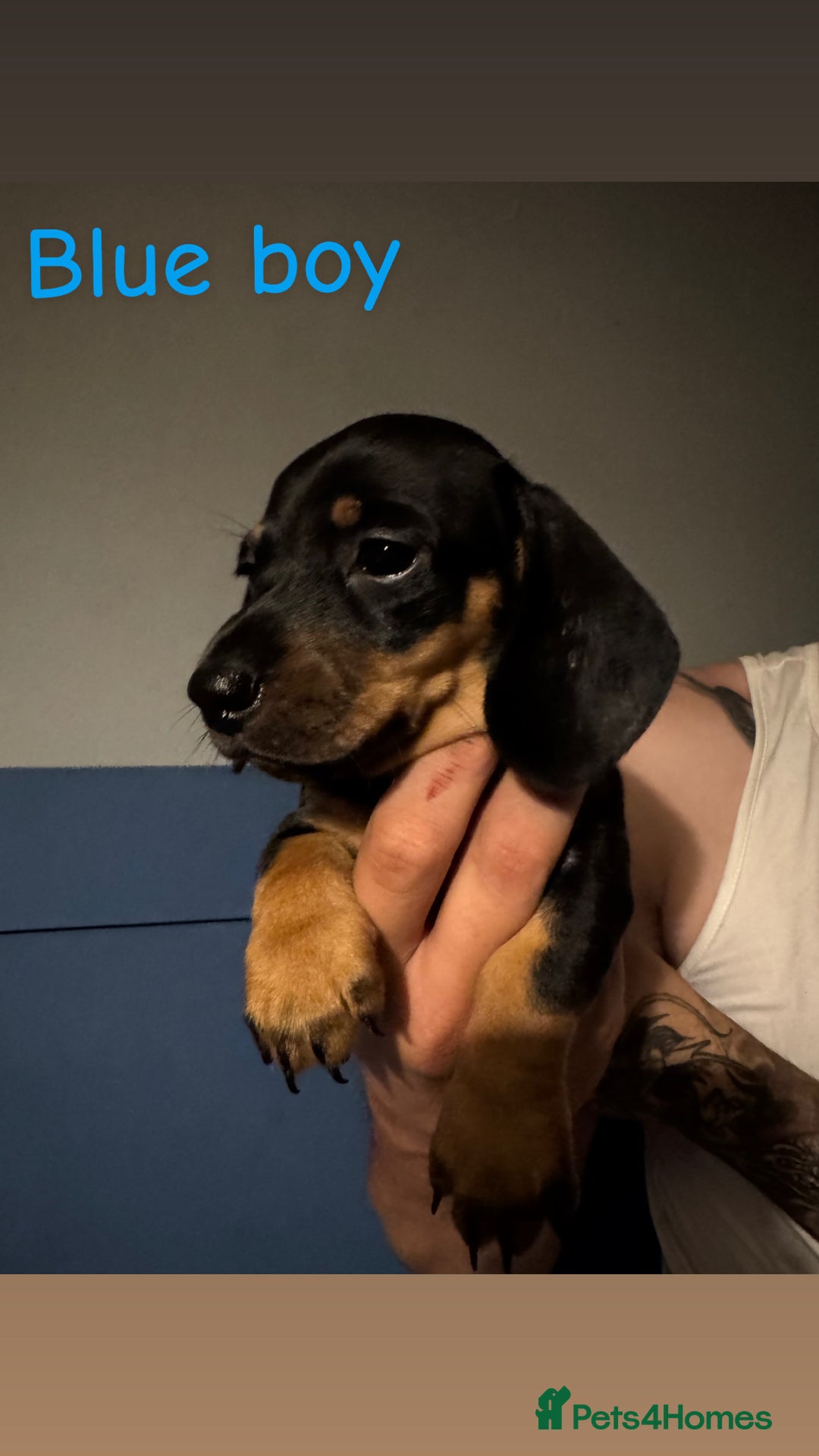 Miniature Dachshund dogs for sale: 4 beautiful miniature dachshund puppies - Image 8