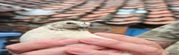 Quail poultry for sale: Free to good home, Cortunix males. - Advert 2