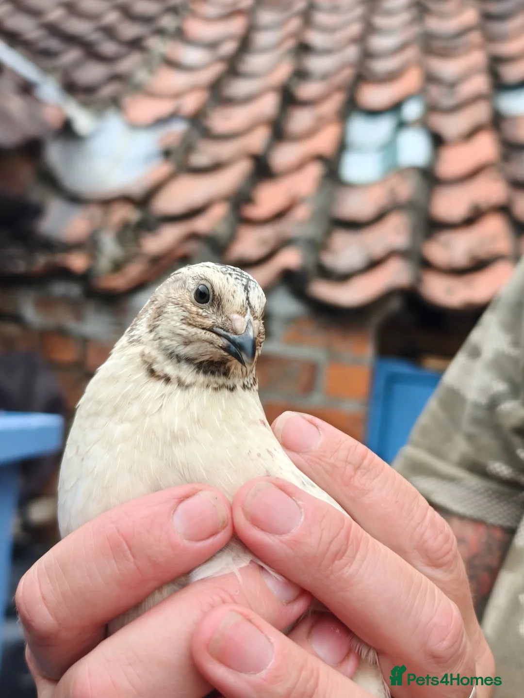 Quail poultry for sale: Free to good home, Cortunix males. - Advert 2
