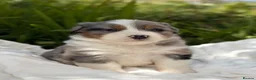 Mixed Breed dogs for sale: ⭐️SUPER RARE BERNESE x AUSTRALIAN SHEPHERD PUPS⭐️ in New Quay - Advert 16