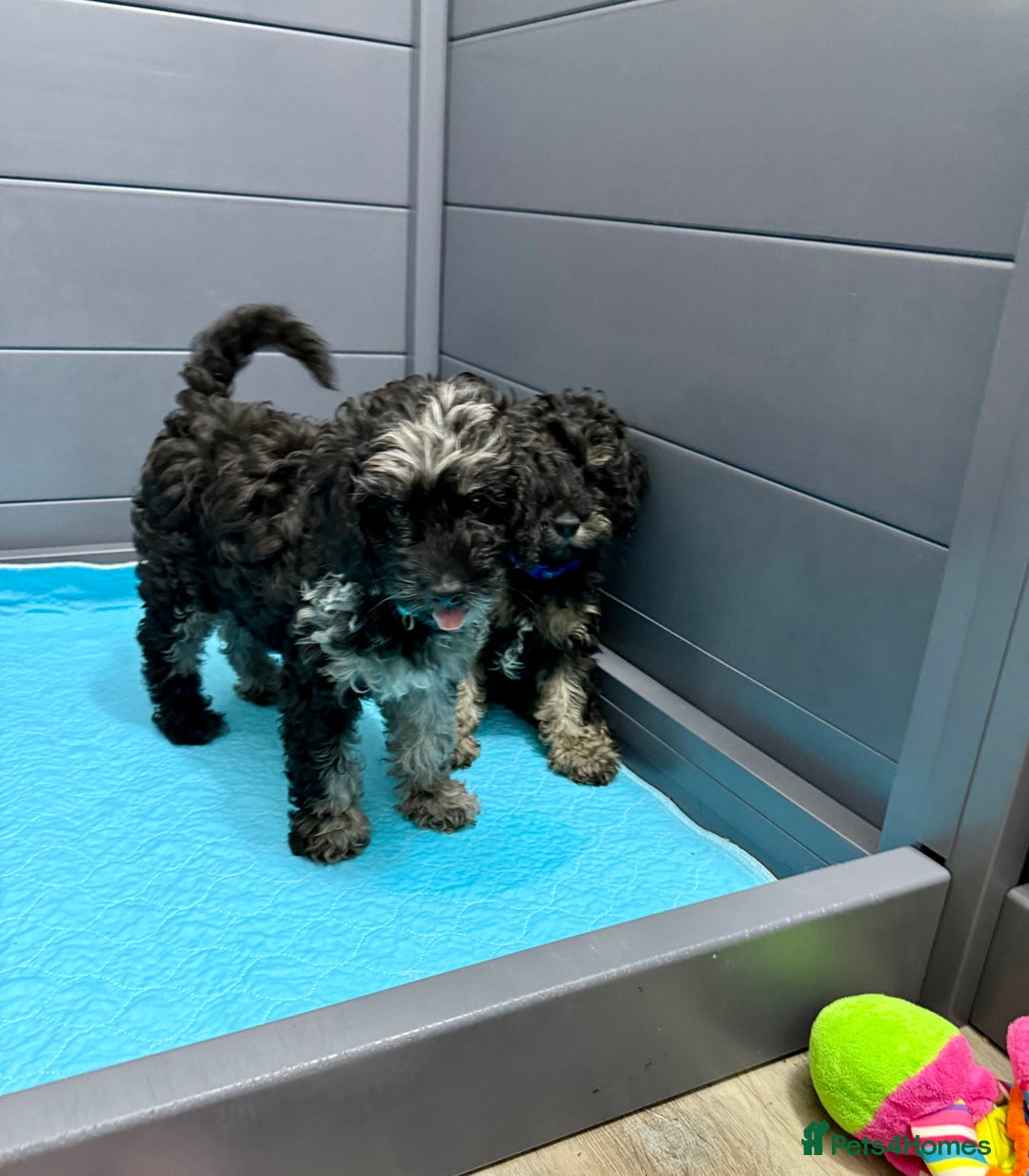 Cavapoo dogs for sale: READY NOW! Adorable Phantom F1b Cavapoo puppies  - Image 14