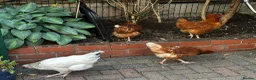 Chickens poultry for sale: 4 Hens for £70 in Manchester - Advert 6