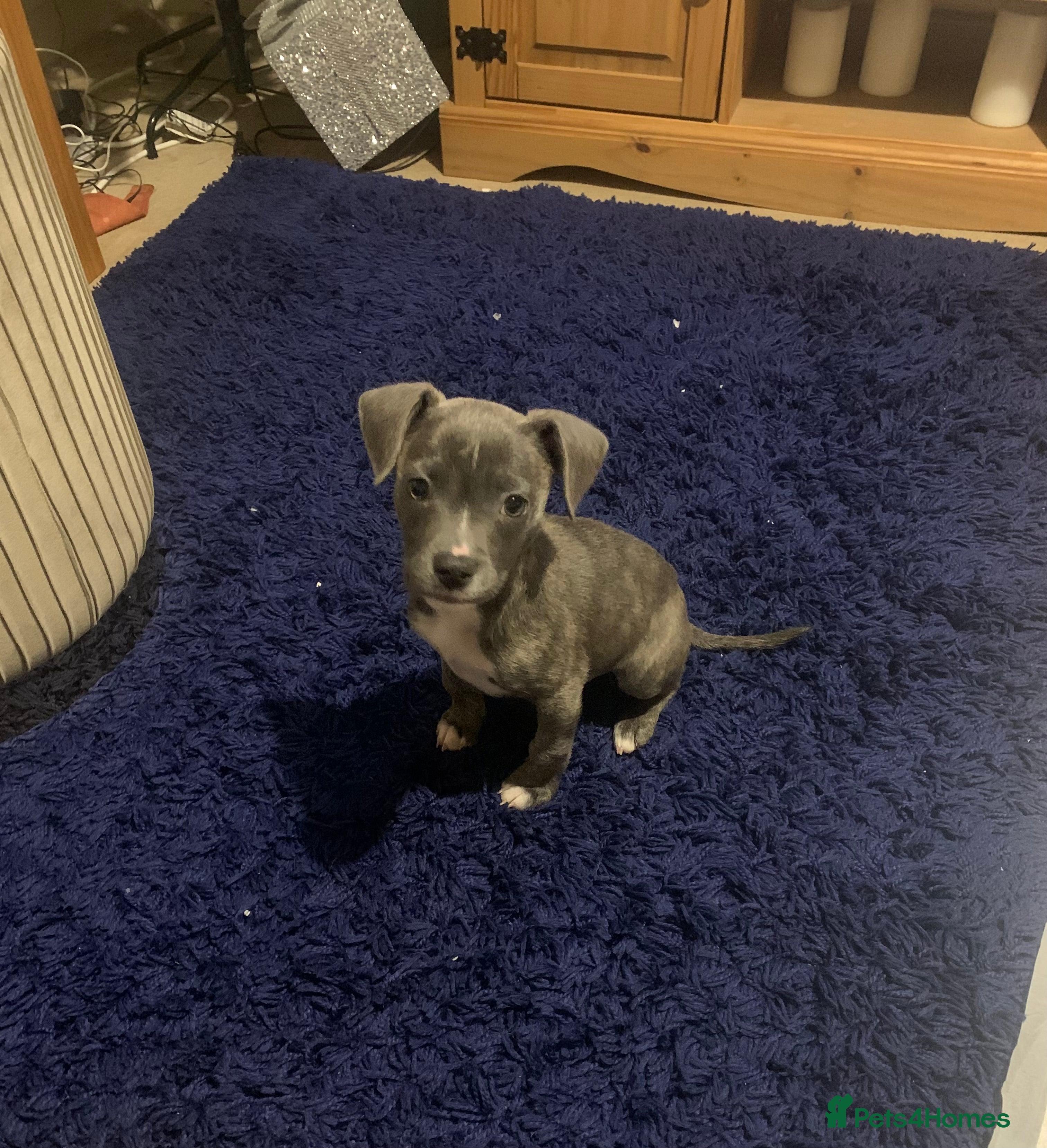 Mixed Breed dogs Staffy x lurcher x frenchie x chihuahua puppy - Advert 3