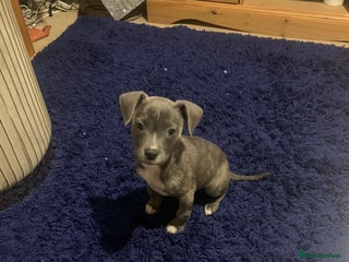 Mixed Breed dogs Staffy x lurcher x frenchie x chihuahua puppy - Advert 3