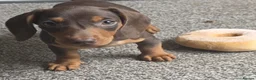 Miniature Dachshund dogs for sale: Stunning miniature dachshund puppies - Advert 32