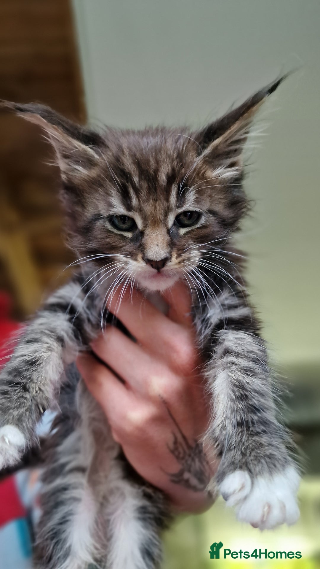 Maine Coon cats for sale: Beautiful Mainecoon kittens  - Advert 18