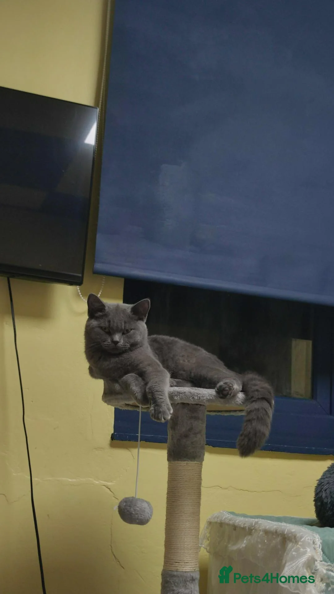 British Shorthair cats for sale: British Shorthair  in Rugby - Advert 2
