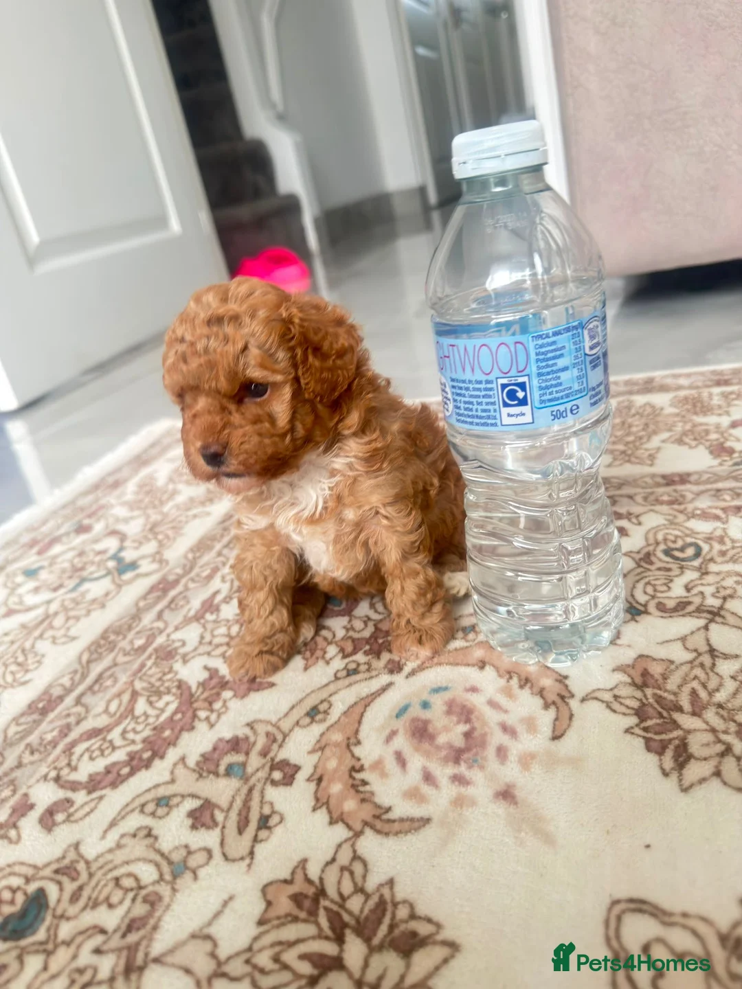 Maltipoo dogs for sale: Tiny Maltipoo × Asian Toy Poodle Puppies - Advert 12