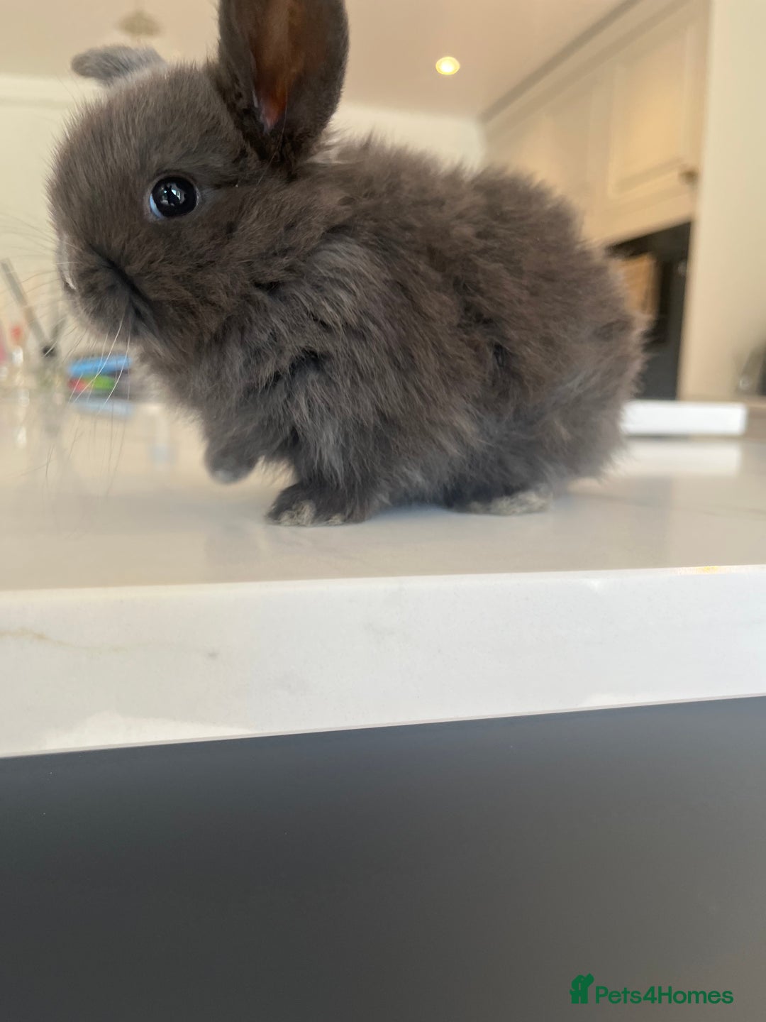 Mini Lop rabbits for sale: 6 beautiful baby mini lop bunnies 🐰  - Image 10