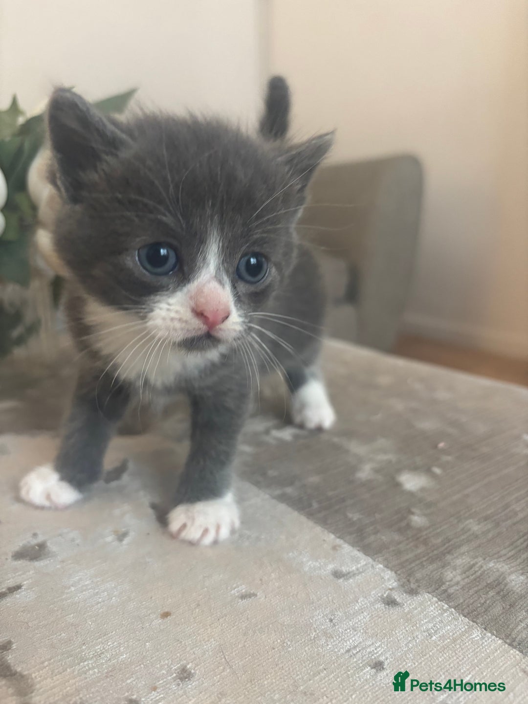 Mixed Breed cats for sale: Beautiful kittens looking for forever home  - Image 4