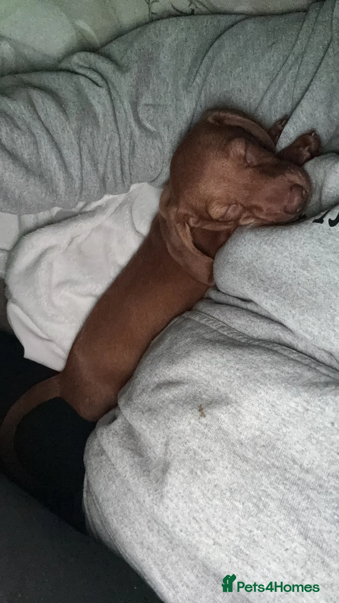 Dachshund dogs for sale: SAD SALE - 9 week old coco  - Advert 2