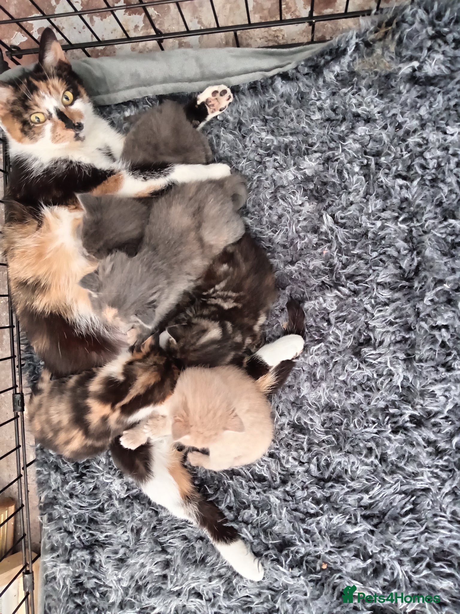 Mixed Breed cats 5 beautiful kittens  - Advert 1