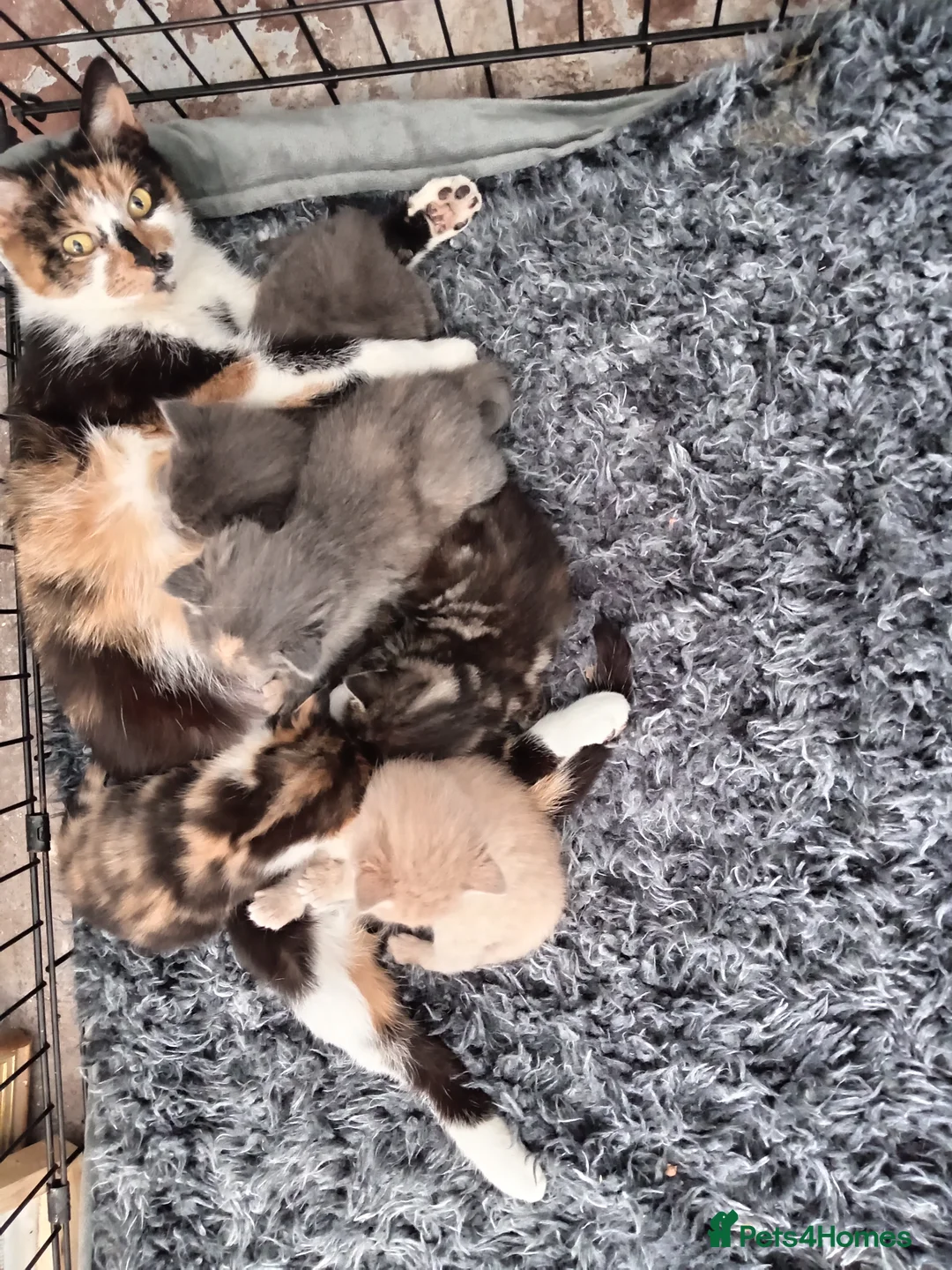 Mixed Breed cats for sale: 5 beautiful kittens  - Advert 1