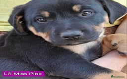 Rottweiler dogs for sale: Stunning Litter Of Shepweiler X Mastiff Pups - Image 29