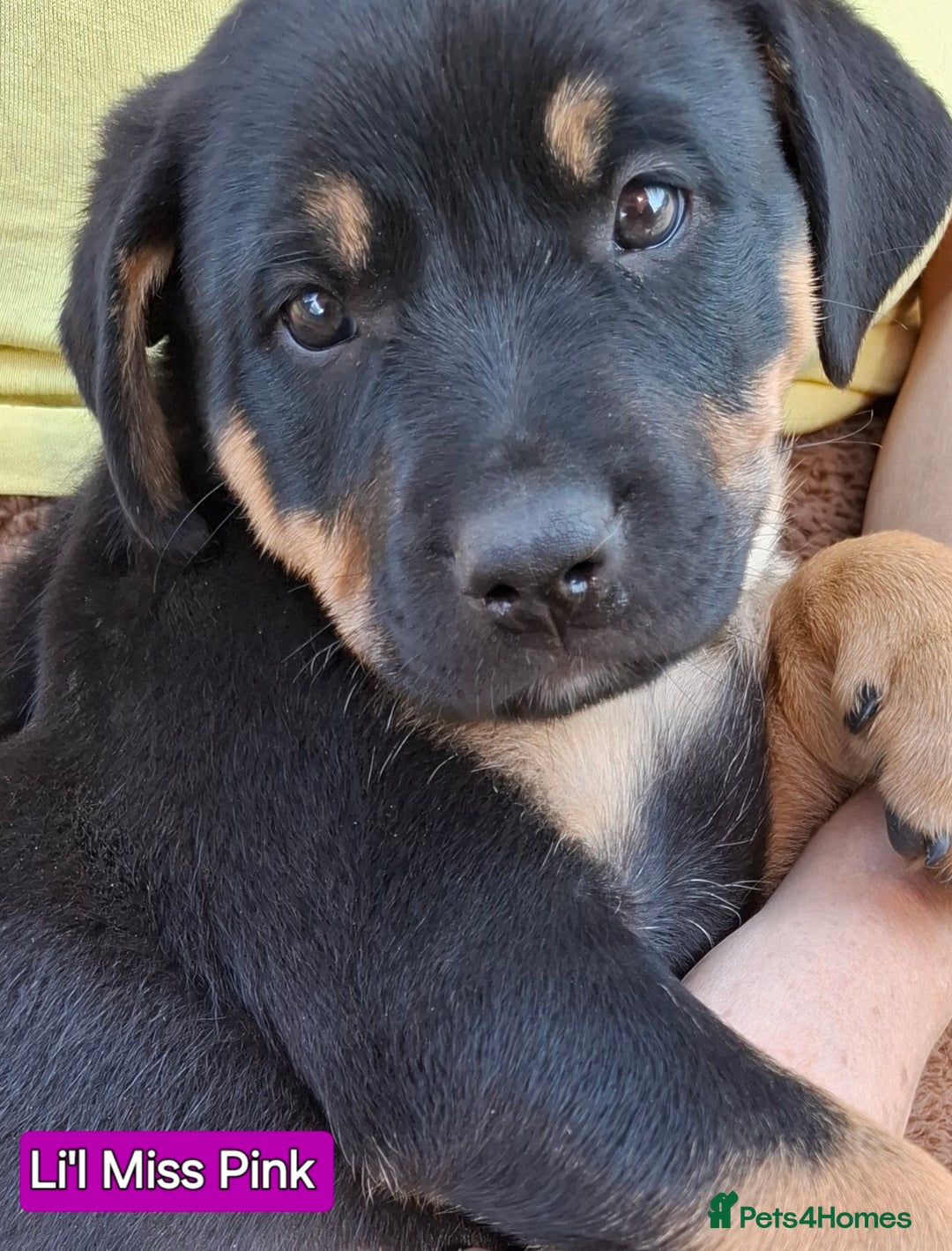Rottweiler dogs for sale: Stunning Litter Of Shepweiler X Mastiff Pups - Image 29