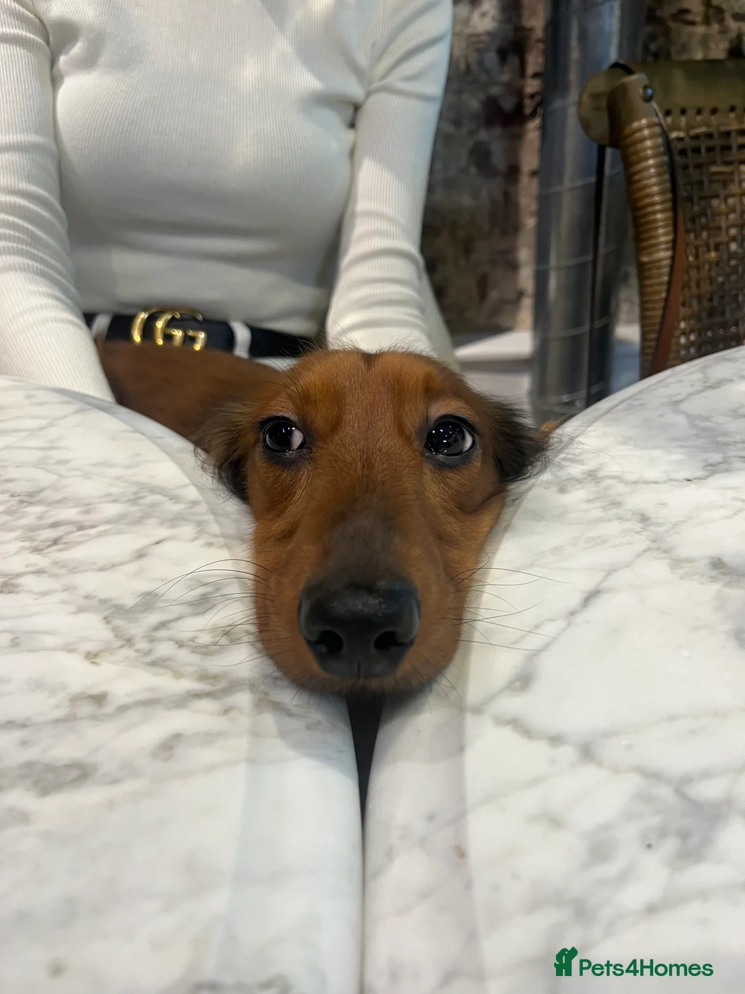 Miniature Dachshund dogs for stud: Meet our beautiful boy Tequila! - Advert 9