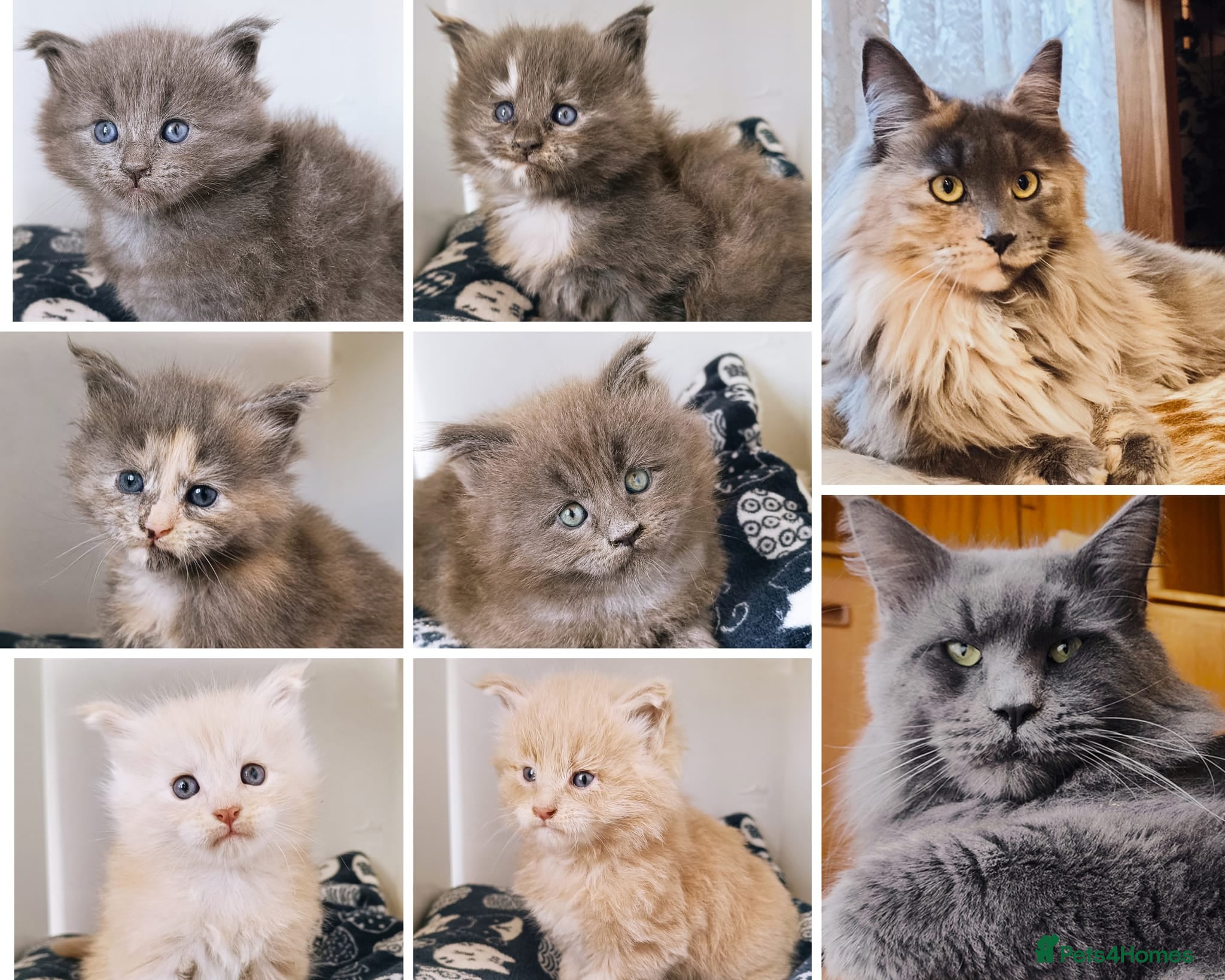 Maine Coon cats XXL Maine coon kittens + DNA health tested - Advert 6