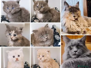 Maine Coon cats XXL Maine coon kittens + DNA health tested - Advert 6