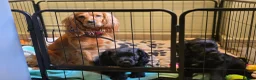 Cocker Spaniel dogs for sale: 1 male cocker spaniel looking for new home - Advert 3