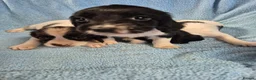 English Springer Spaniel dogs for sale: Springer Spaniel Puppies  - Advert 9