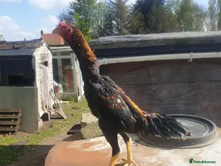 Chickens poultry Japanese shamo x Brazilian shamo - Advert 5