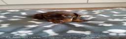 Miniature Dachshund dogs for sale: Beautiful miniature dachshund puppies  in Cannock - Advert 4