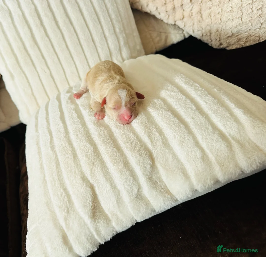 Cavapoo dogs for sale: Stunning F1 cavapoo’s - Advert 17