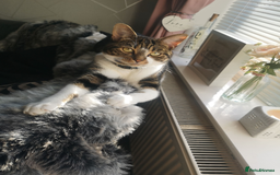 Mixed Breed cats for sale: FREE - CAT LOOKING FOR A NEW LOVING HOME - Image 1
