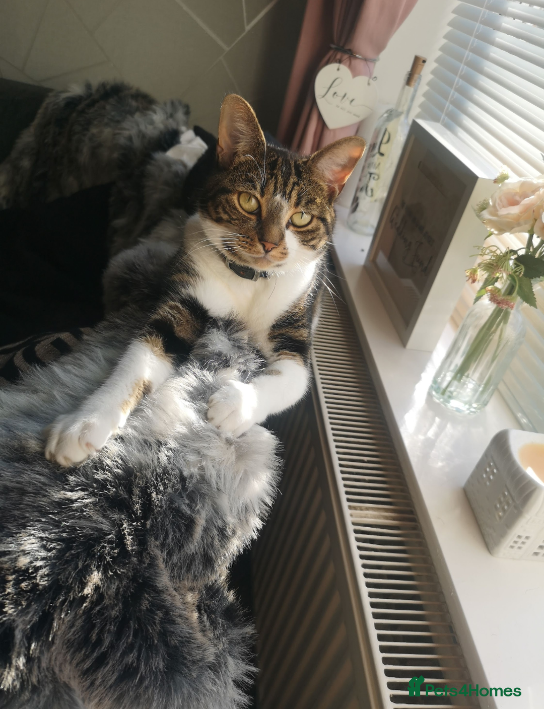 Mixed Breed cats for sale: FREE - CAT LOOKING FOR A NEW LOVING HOME - Image 1