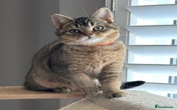 British Shorthair cats for sale: READY NOW! 2 available girls - Advert 4