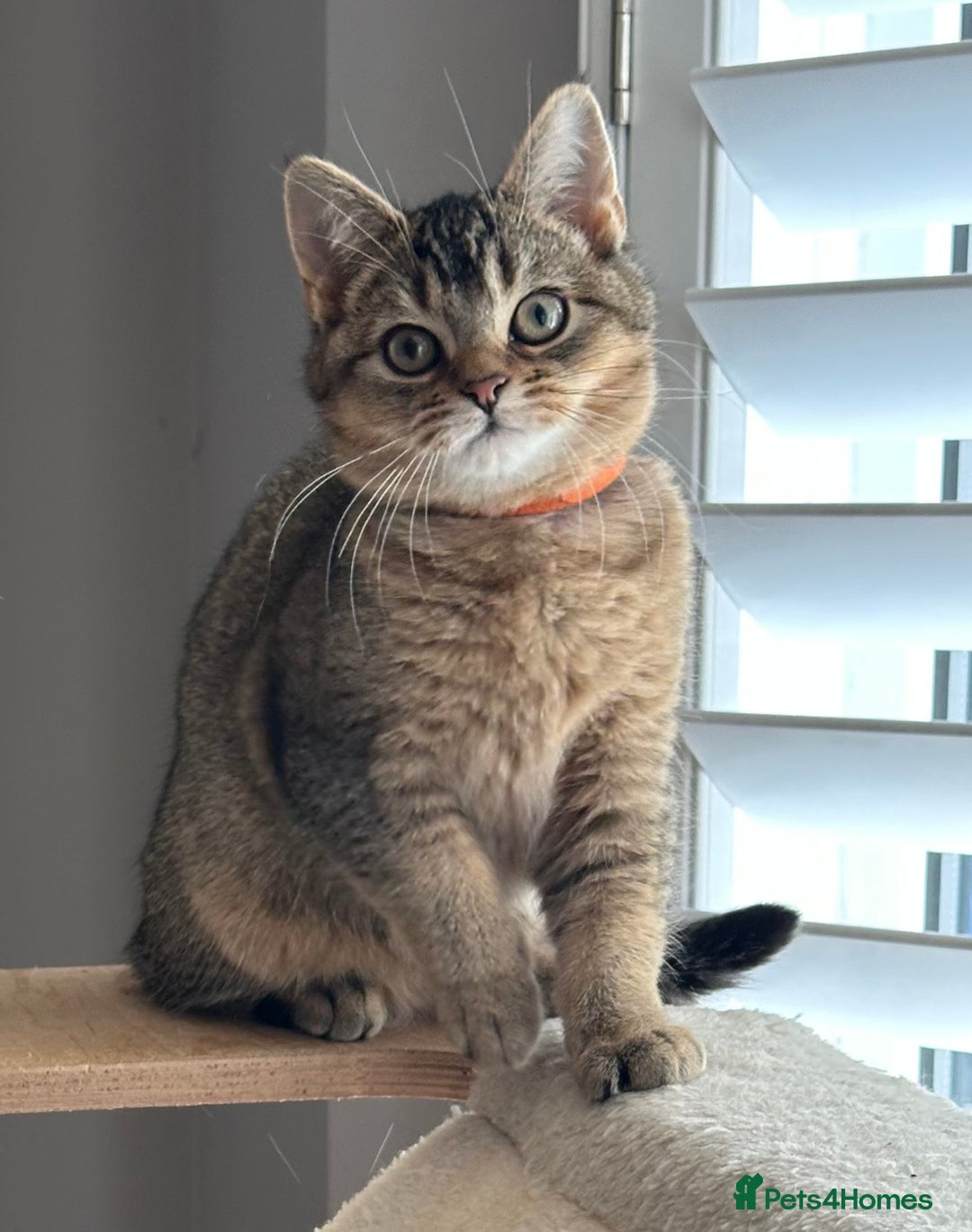 British Shorthair cats for sale: READY NOW! 2 available girls - Advert 4