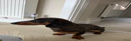 Miniature Dachshund dogs for sale: Miniature Dachshund 7 months old in Scarborough - Advert 3