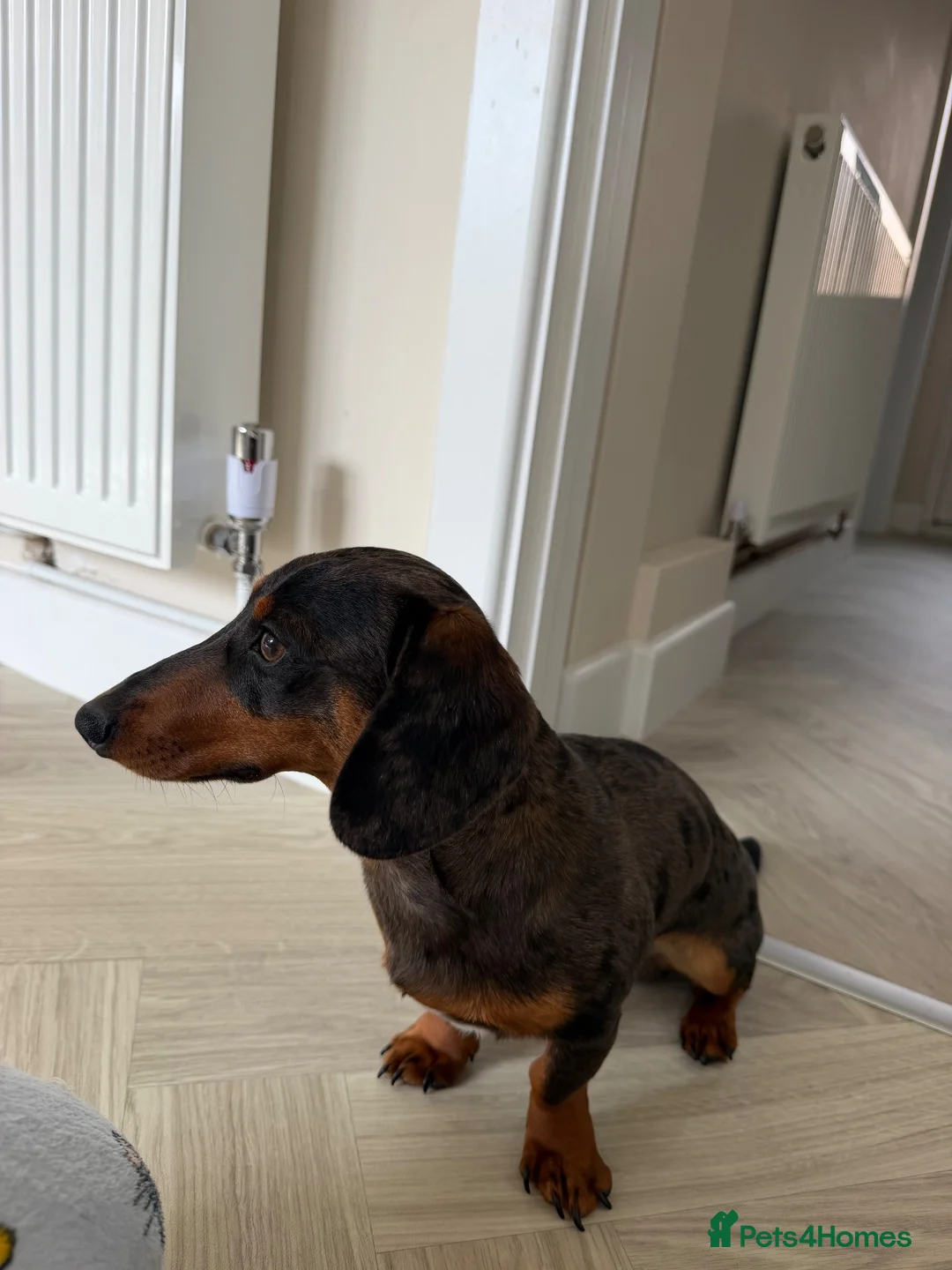 Miniature Dachshund dogs for sale: Miniature Dachshund 7 months old in Scarborough - Advert 3