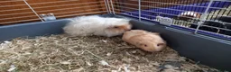 Guinea Pig rodents for sale: Male Guinea Pig pairs - Advert 8
