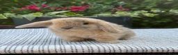Mini Lop rabbits for sale: 7 Beautiful Mini Lop Bunnies - Advert 9