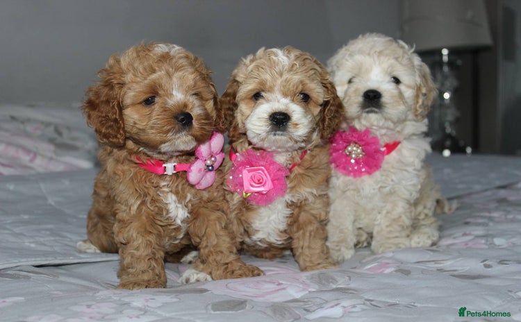 Cockapoo dogs - Advert 2