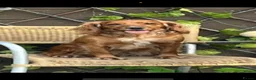 Cocker Spaniel dogs for sale: Beautiful Cocker Spaniel Pups in Iver - Advert 14