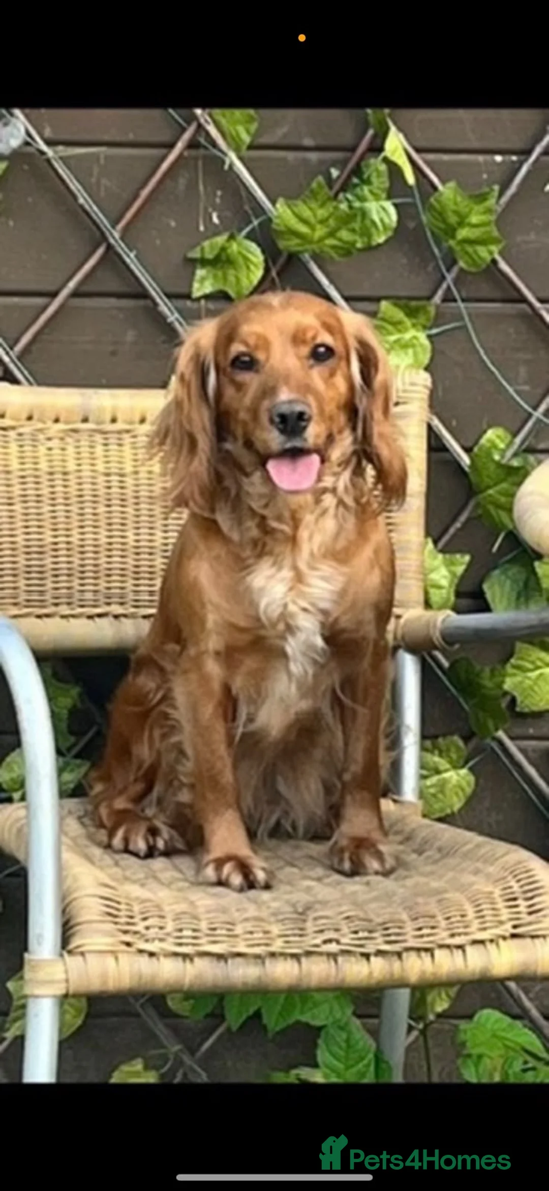 Cocker Spaniel dogs for sale: Beautiful Cocker Spaniel Pups in Iver - Advert 14