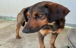 Mixed Breed dogs for adoption: Scout (Small Shepherd/Hound mix) - Image 6