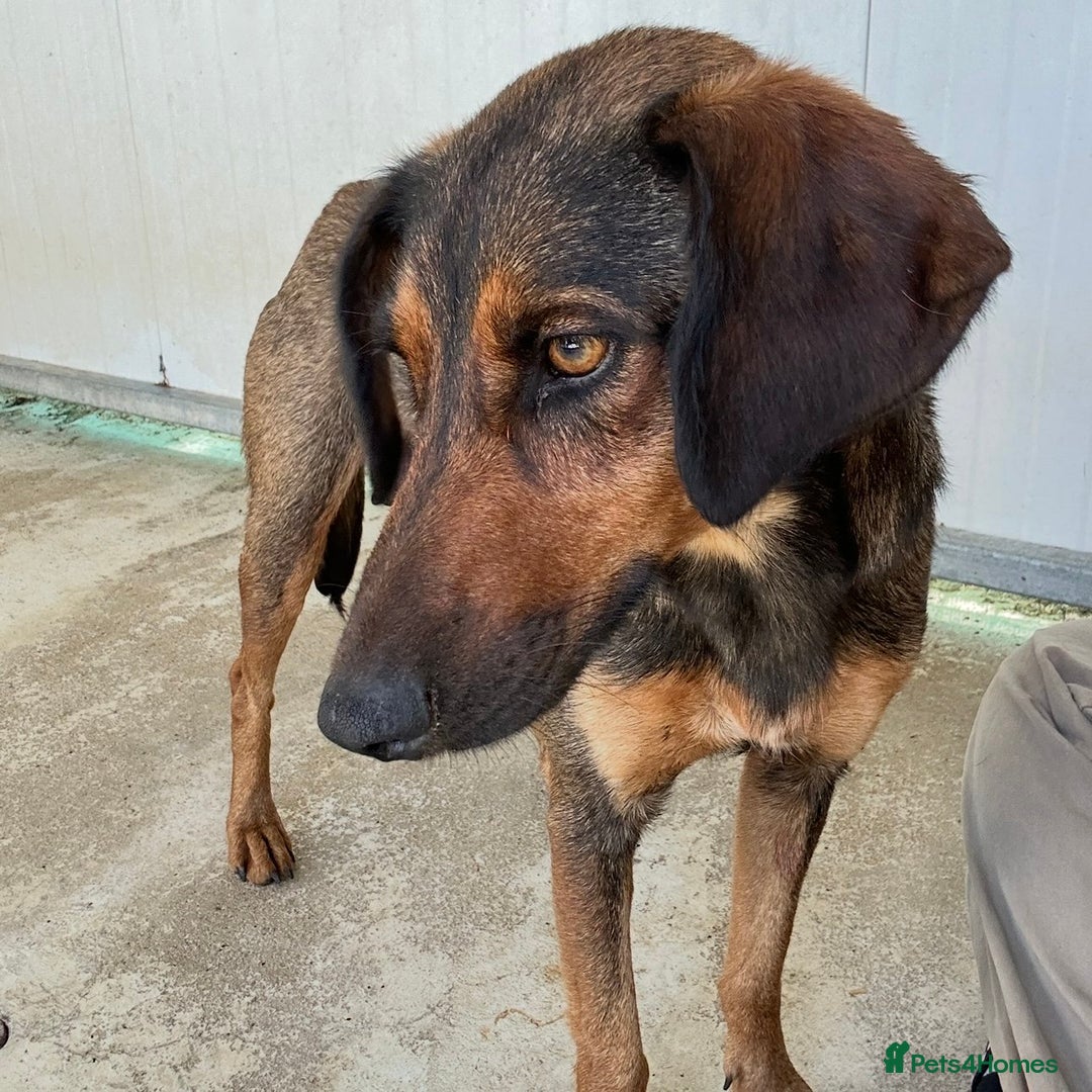 Mixed Breed dogs for adoption: Scout (Small Shepherd/Hound mix) - Image 6