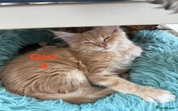 Maine Coon cats for sale: Stunning Mainecoon kittens x4 - Image 5